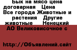 Бык на мясо цена договарная › Цена ­ 300 - Все города Животные и растения » Другие животные   . Ненецкий АО,Великовисочное с.